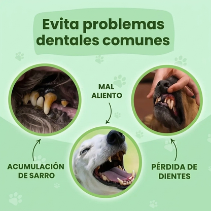🦷 Cuidá la Salud Dental de tu Perro Sin Cepillos Ni Estrés
