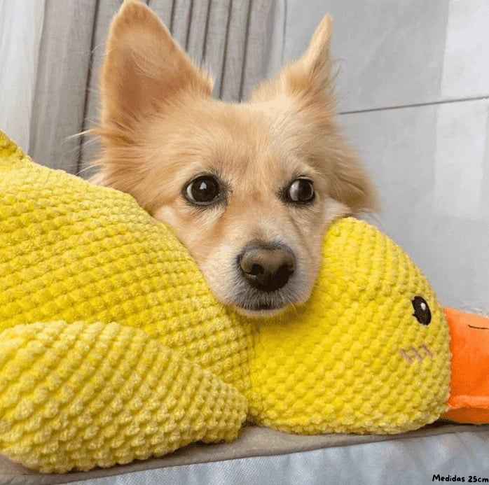 El Juguete Calmante Quacko™ | Reduce Ansiedad y Estrés en Perros